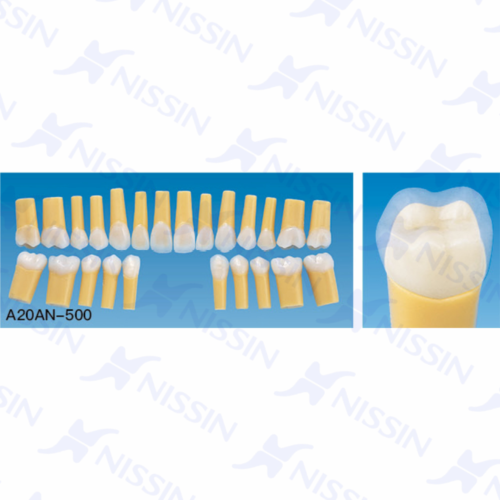 天然牙硬度復合樹脂牙