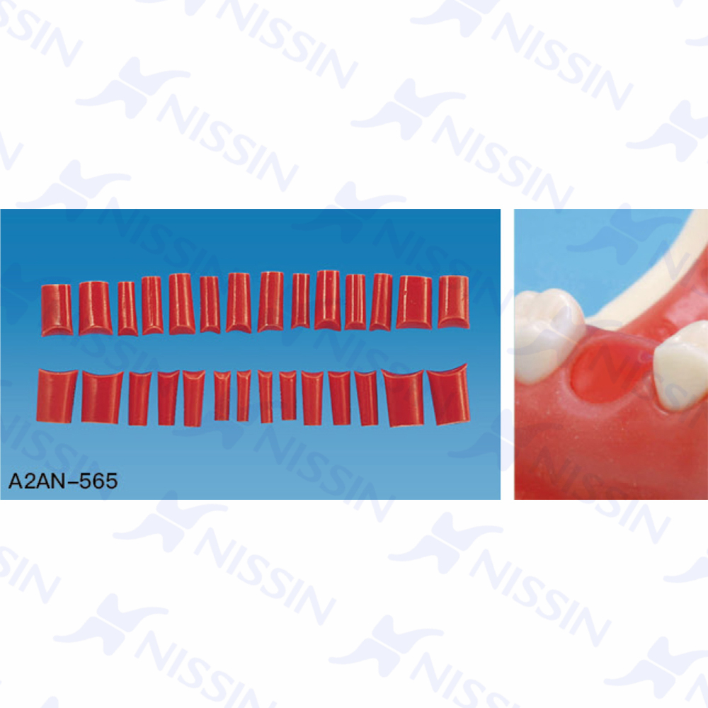 修復實習用缺失牙位插件